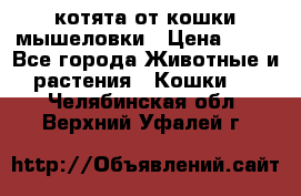 котята от кошки мышеловки › Цена ­ 10 - Все города Животные и растения » Кошки   . Челябинская обл.,Верхний Уфалей г.